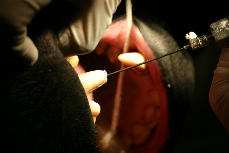 Dr. John Scheels - Exotic Animal Dentistry